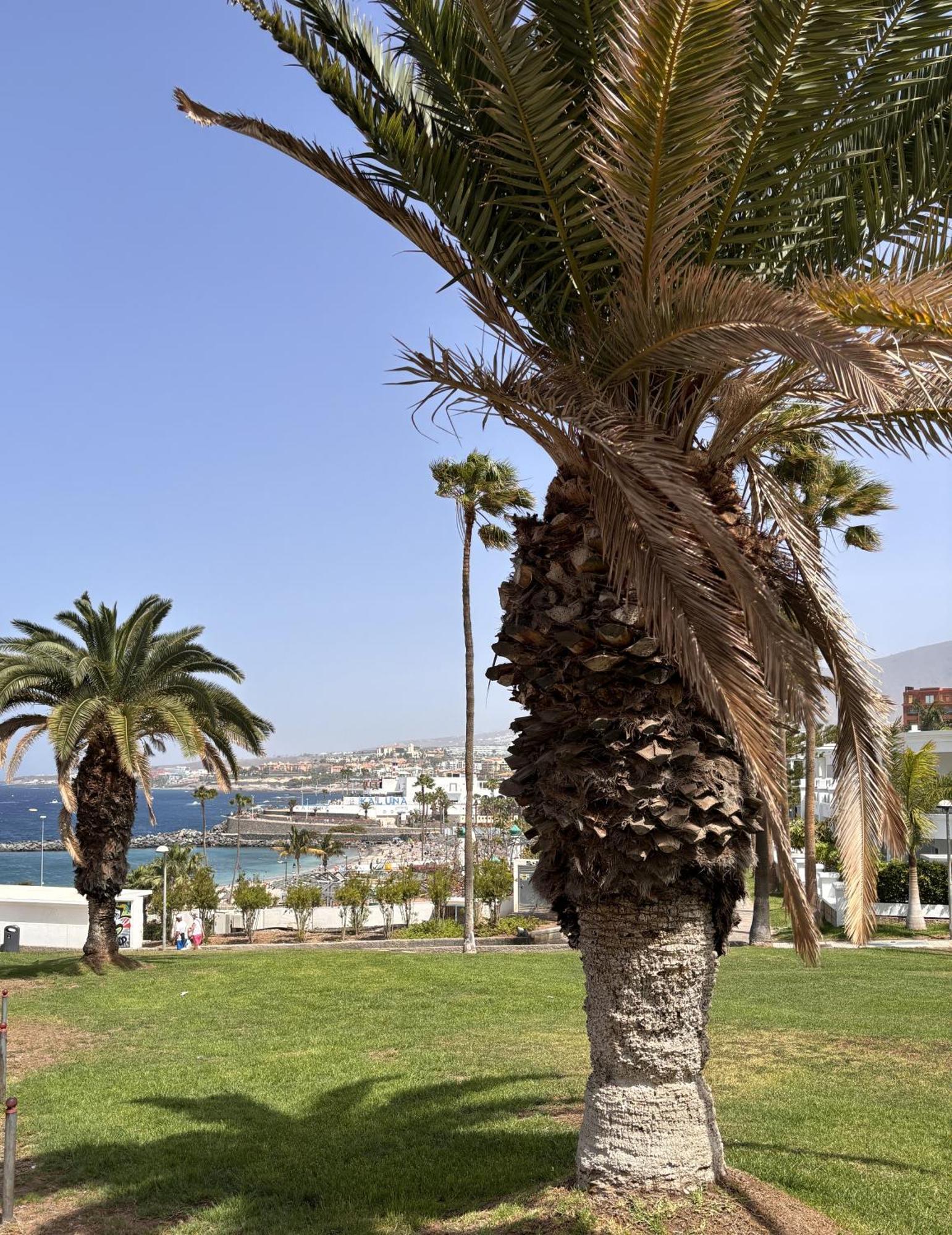 Ocean View Near The Beach Costa Adeje ภายนอก รูปภาพ